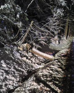 Einsatz Schneebruch